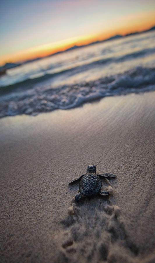 Baby Sea Turtle Just After Hatching Photograph by Max Seigal | Pixels