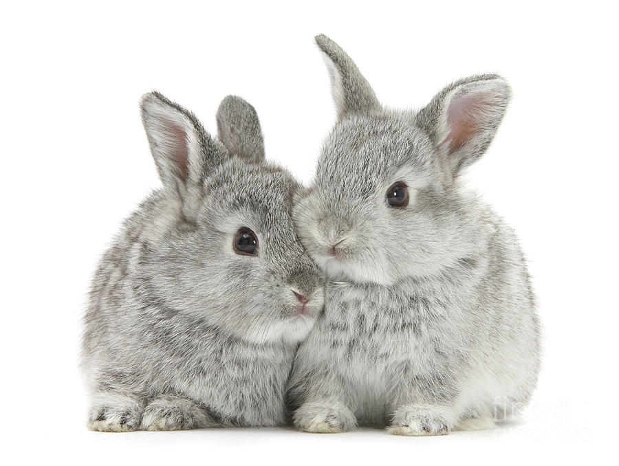 Baby silver bunnies Photograph by Warren Photographic