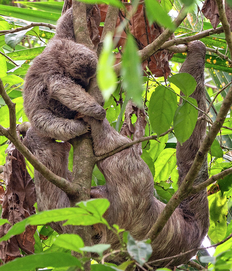 Baby Sloth Photograph by Darylann Leonard Photography