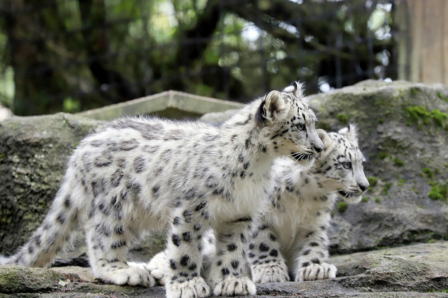 Baby Snow Leopards Photograph by David Stasiak