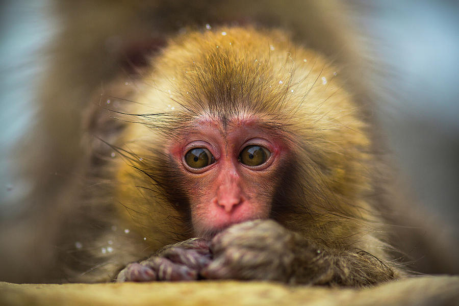Baby Snow Monkey Photograph by Moaan