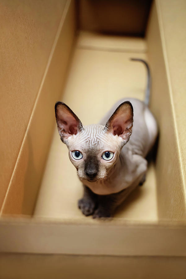 Baby Sphynx Kitten Hides In The Shipping Box Photograph By Cavan Images