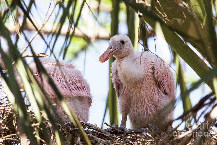 Baby Spoonbills Photograph by Jeannette Hunt