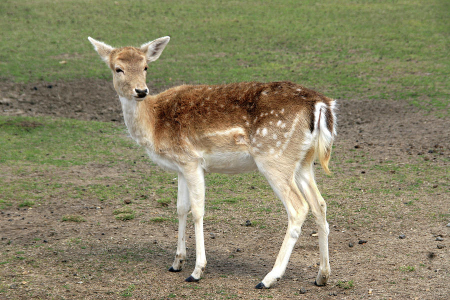 deer with spots