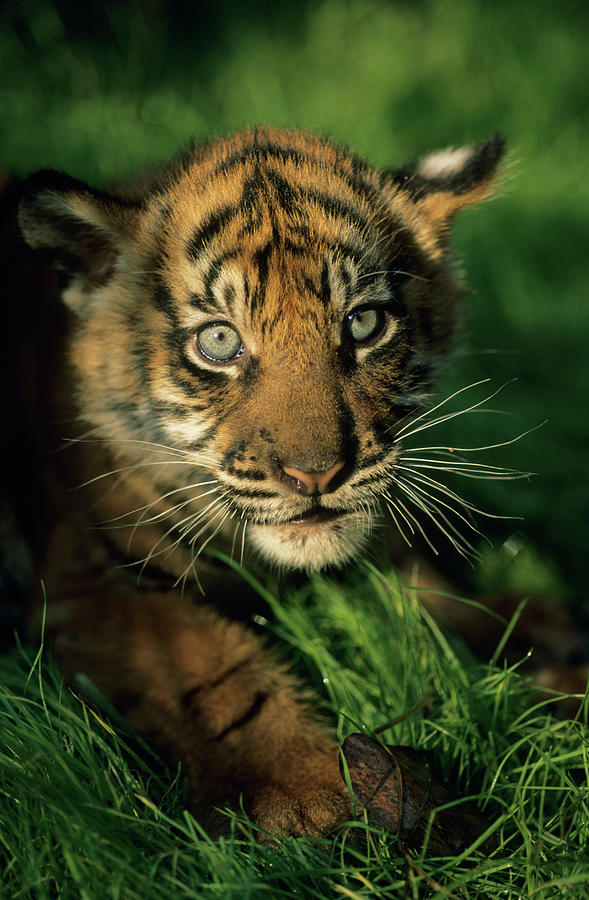 Baby Sumatran Tiger, Captive Photograph by Kevin Schafer