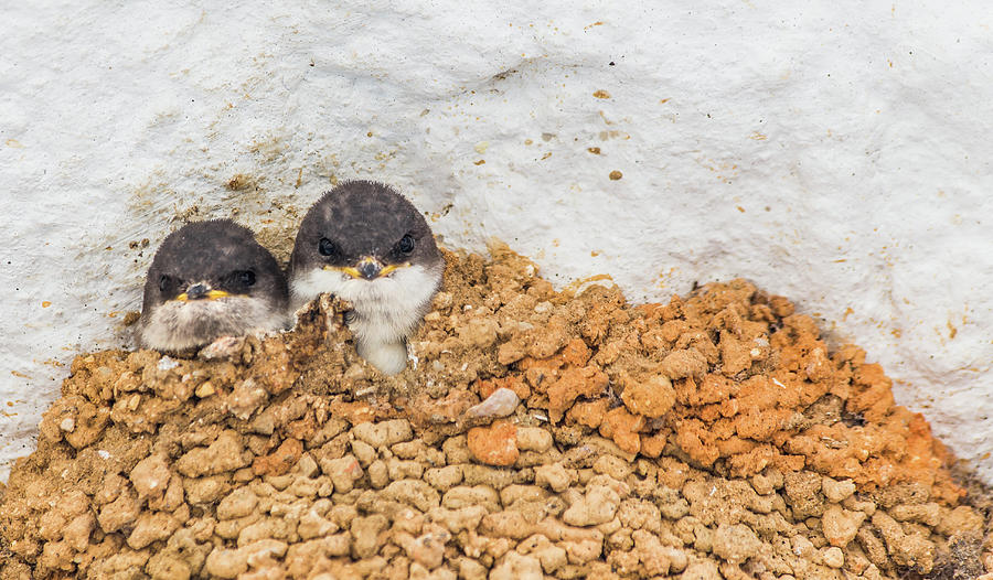 Baby Swallows in Nest Photograph by Lauri Novak