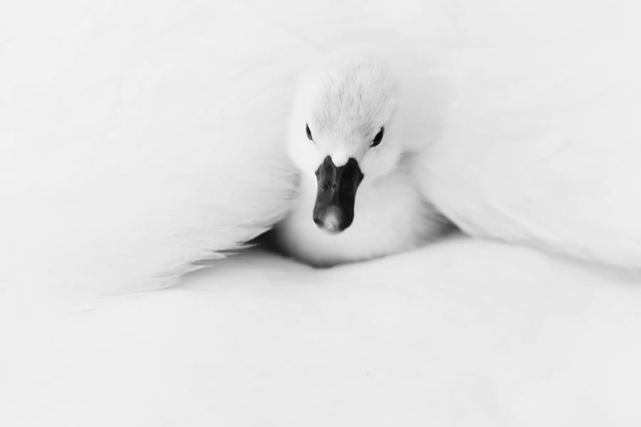 Baby Swan Photograph by Sean Huang