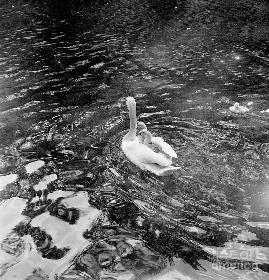 Baby Swans Ride On Mothers Back Photograph by Bettmann