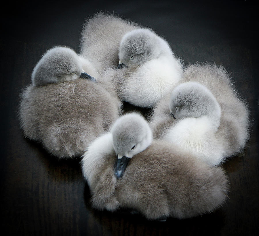 Baby Swans Photograph by Roverguybm