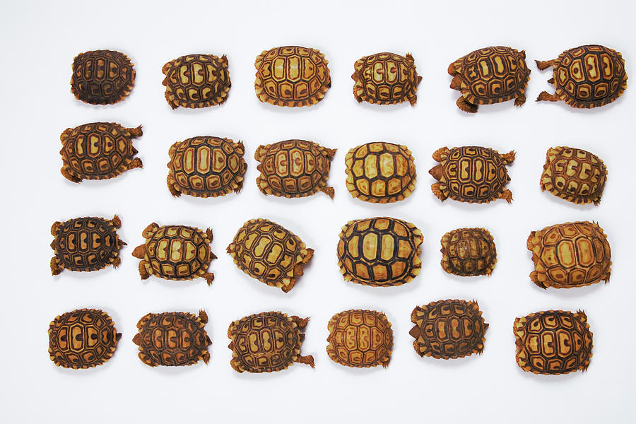Baby Tortoises Arranged In Rows, View Photograph by Gallo Images-martin Harvey
