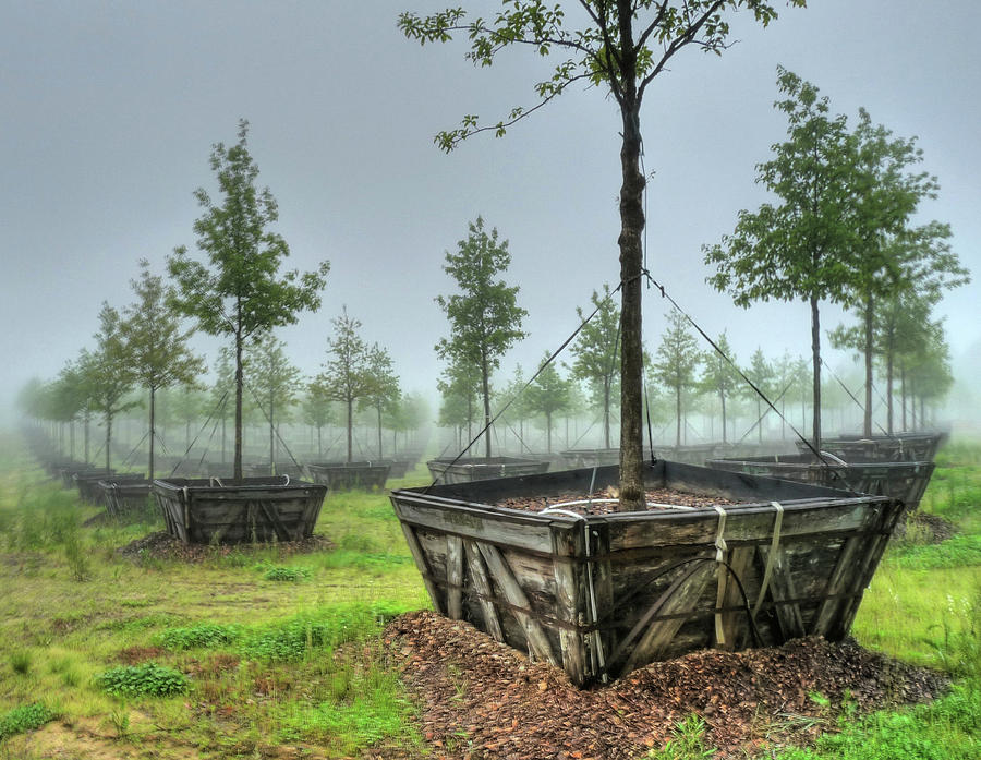 Baby Trees For Wtc - Millstone, Nj Photograph by Photo By Bryan Katz
