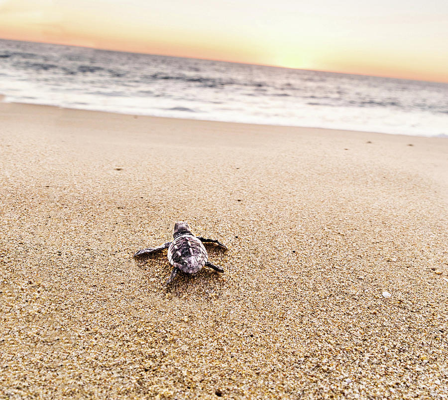 Baby Turtle, Baja California Sur, Mexico Digital Art by Giovanni Simeone