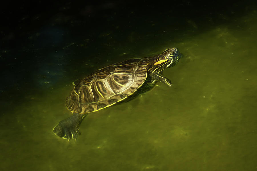 Baby Turtle by Wade Brooks Baby Turtle by Wade Brooks