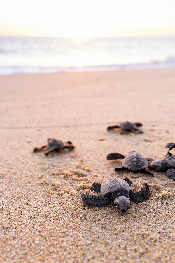 Baby Turtles, Baja California Sur, Mexico Digital Art by Giovanni ...