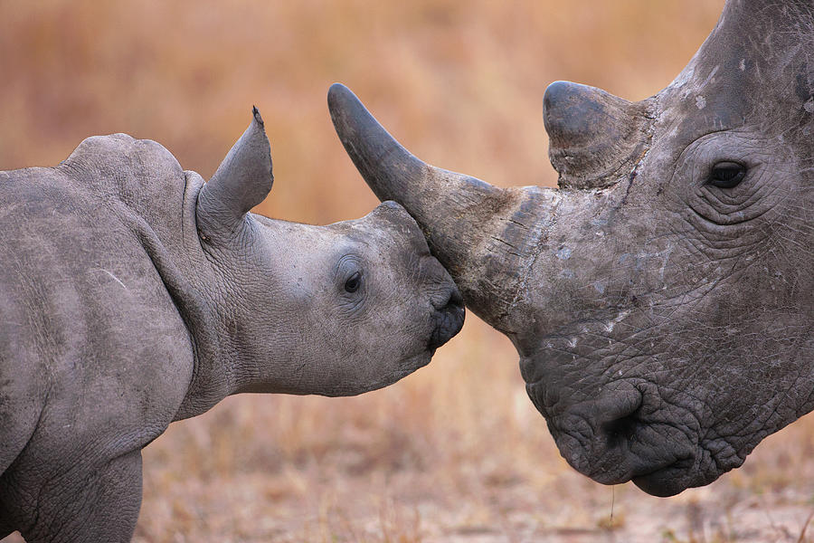 Baby White Rhinoceros Photograph by Nhpa