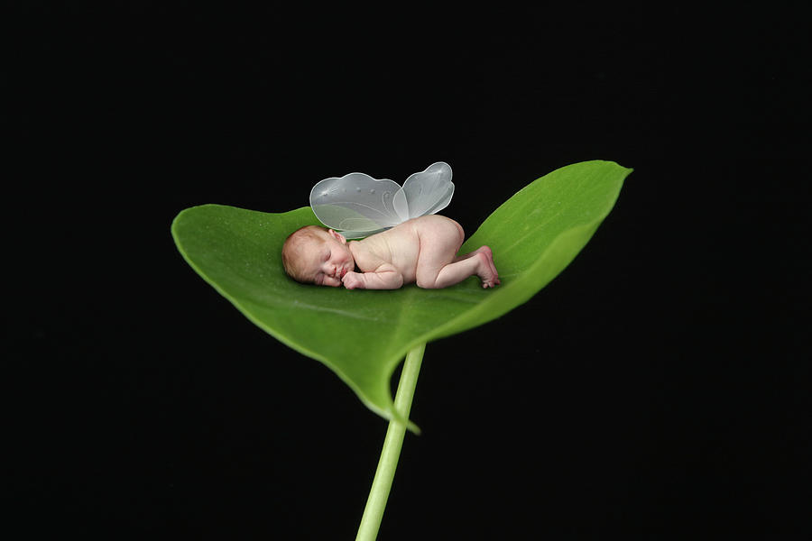 Baby With Leaf Wings Photograph by Tanya Hovey - Pixels