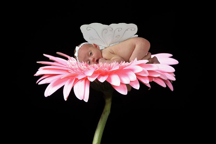 Baby With White Wings Photograph by Tanya Hovey | Fine Art America