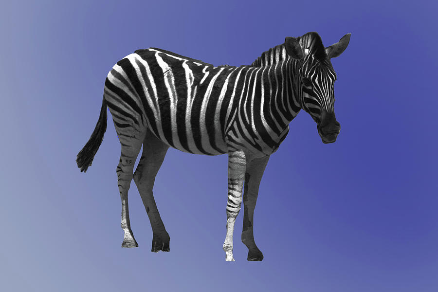 Download 760 Background Zebra Blue Paling Keren