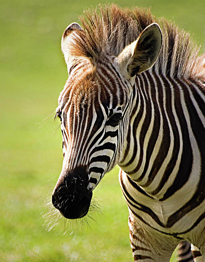 Baby Zebra Photograph by Gail Shotlander