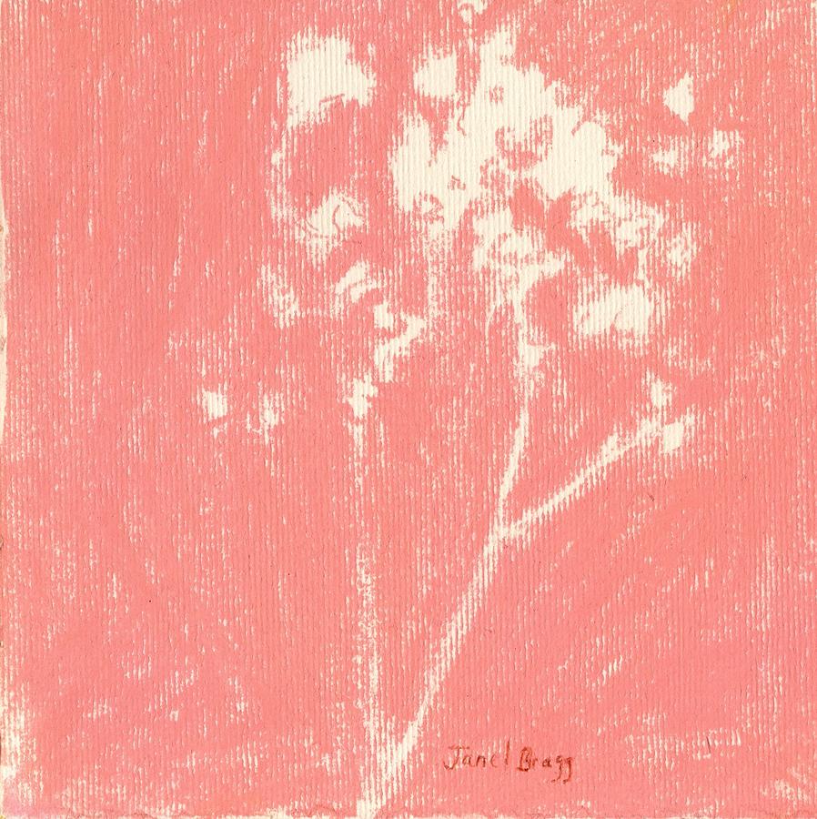Flower Drawing - Babys Breath in Shell Pink 1.5 by Janel Bragg