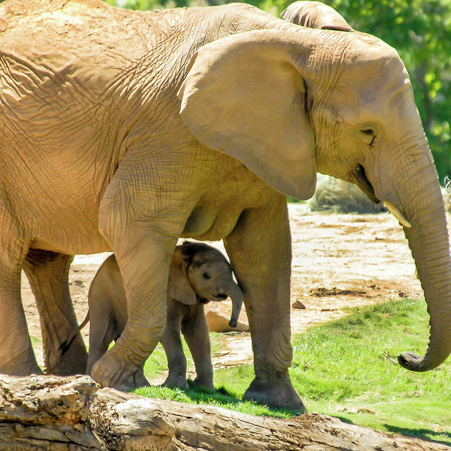 Baby's Safe House by Howard Bagley Baby's Safe House by Howard Bagley