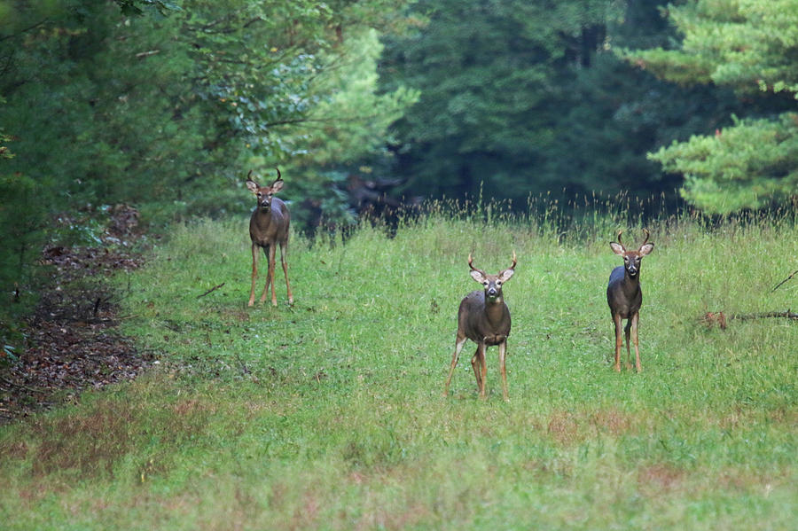 Bachelor Group of Bucks Photograph by Brook Burling
