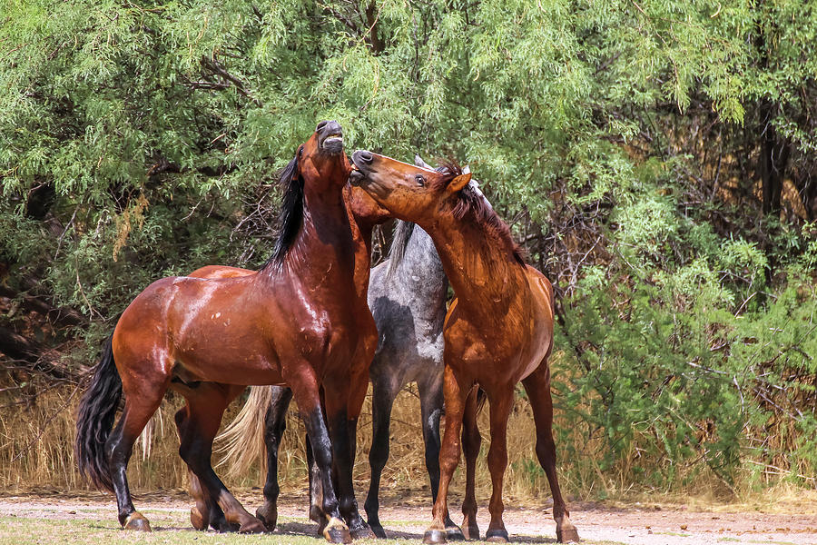 Bachelor Wild Horses Photograph by Dawn Richards