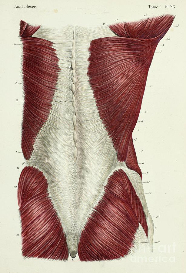 Buttock Muscles Anatomy