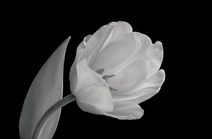 Back And White Image Of Tulip Photograph by Russell Illig