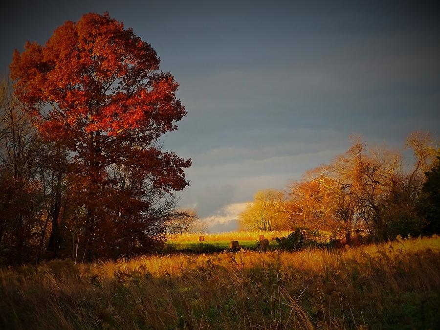 Back-Forty Autumn Photograph by Carl Miller - Fine Art America