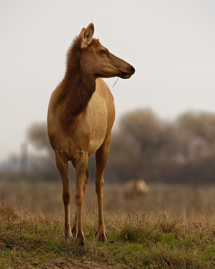 Back from the Brink -- Female Tule Elk at San Luis National Wildlife Refuge, California Photograph by Darin Volpe