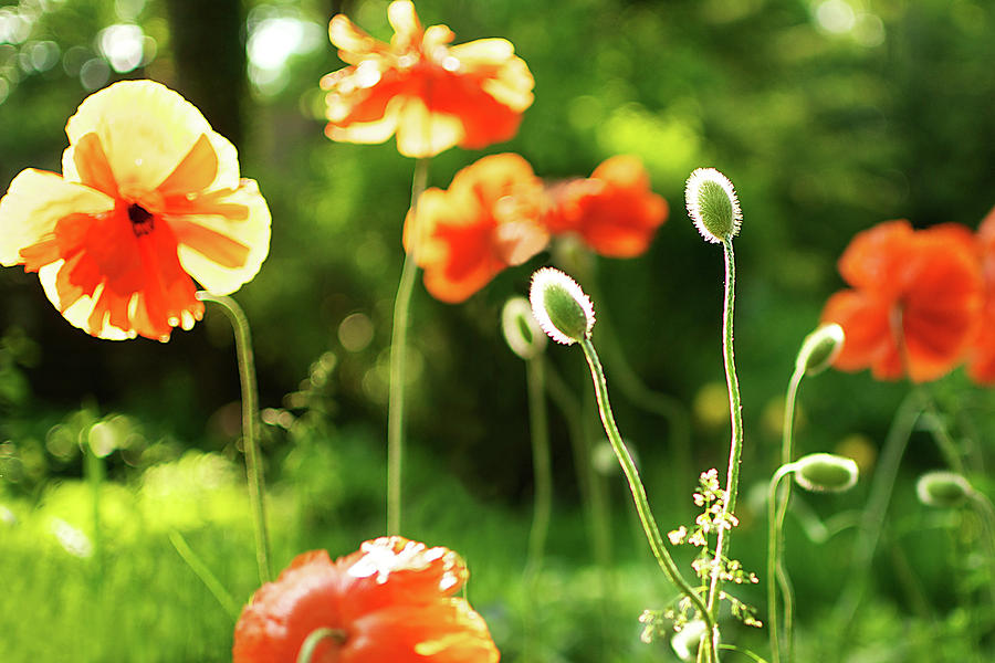 Back Lit Orange Poppy Blossoms And Buds Photograph by Melissa Ross