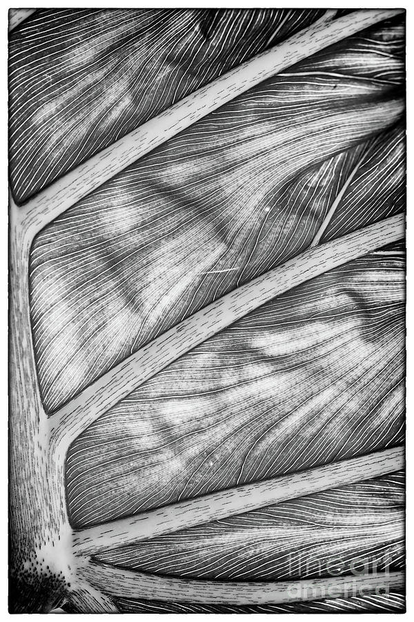 Back Lit Split-leaf Philodendron - 1413 by Marvin Reinhart Back Lit Split-leaf Philodendron - 1413 by Marvin Reinhart