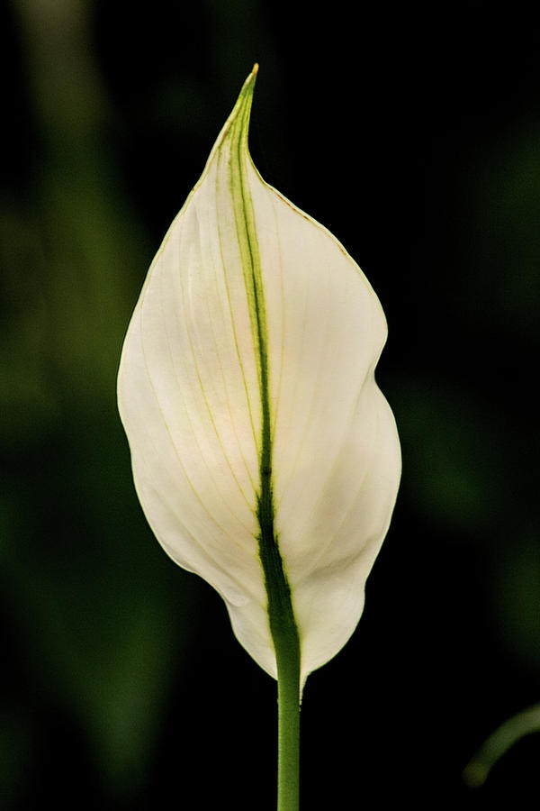Back of Anthurium Photograph by Don Johnson