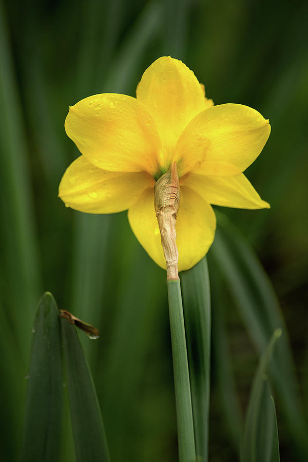 Back of Daffodil Photograph by Don Johnson
