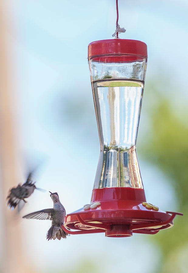 Hummingbird Photograph - Back Off, Buddy by Rebecca L. Latson