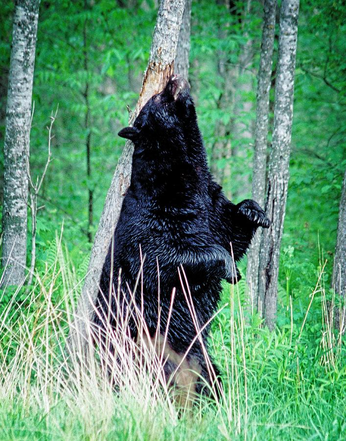 Back Scratch Bear by John Bates Back Scratch Bear by John Bates