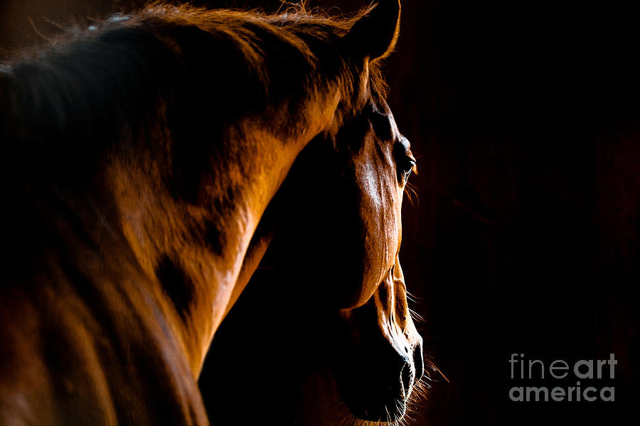 Horse Racing Photograph - Back Shot Of A Horse by Makieni Horse Racing Photograph - Back Shot Of A Horse by Makieni