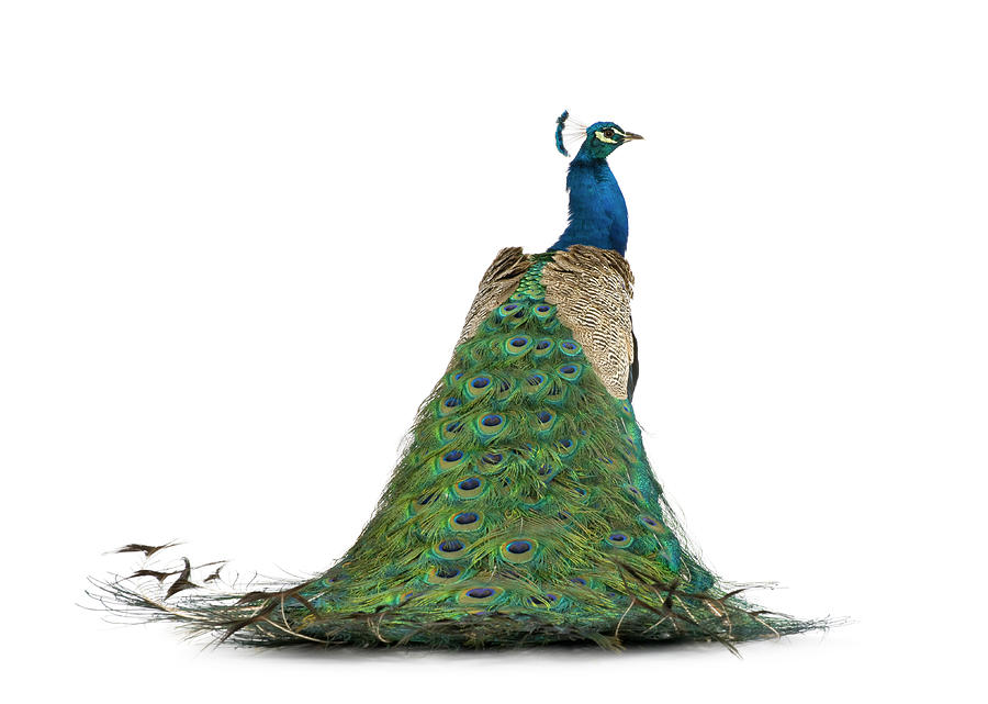 Back View Of A Peacock Photograph by Life On White