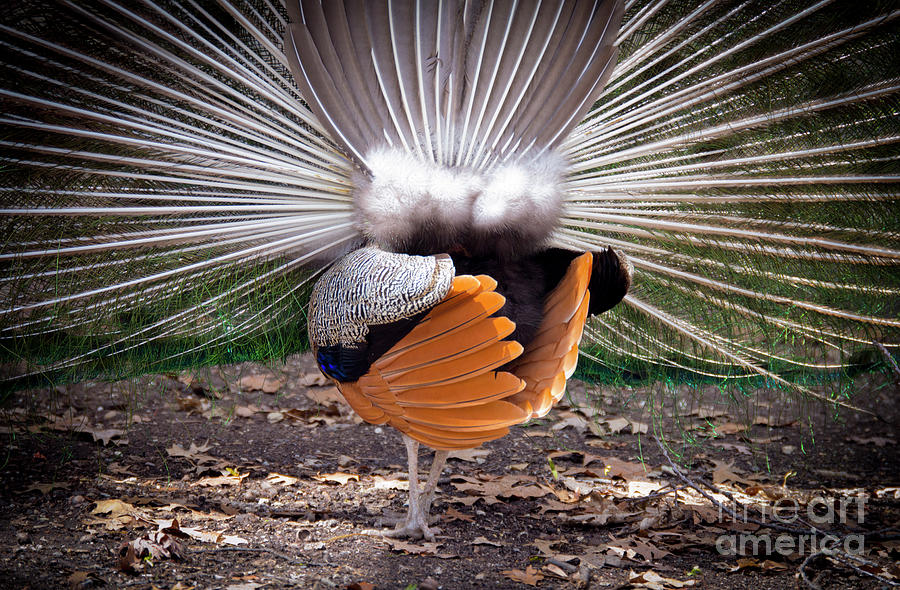 Back View Of Peacock Photograph by Kelly Marquardt - Pixels