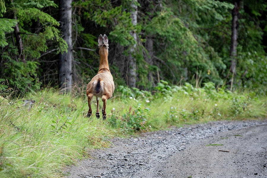 Tucker: Politizirano gender ludilo u Americi uništava mlade - Page 6 Back-view-of-wild-deer-running-along-road-in-woods-in-british-columbia-cavan-images