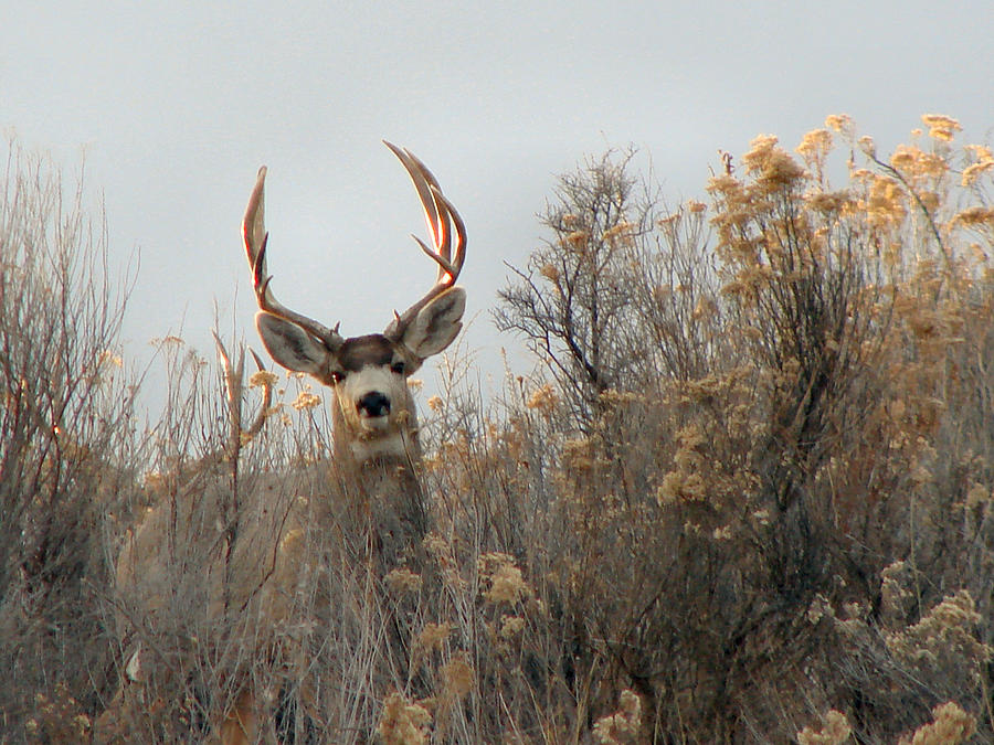 Back Yard Mule Deer Buck Photograph by Hlazyj - Susan Humphrey