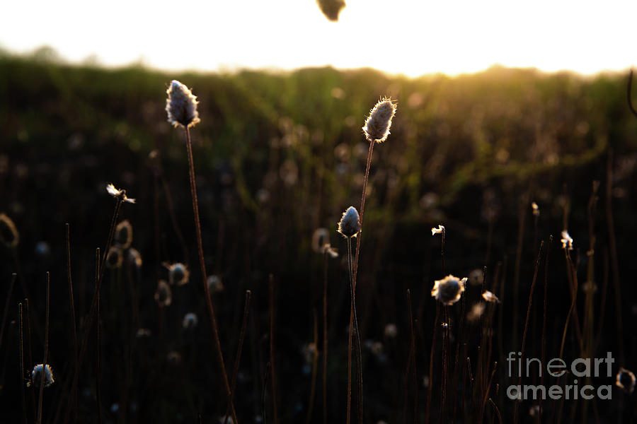 Background Of Dried Plants In Nature Illuminated By The Sun From Behind With Dark Tones. Photograph