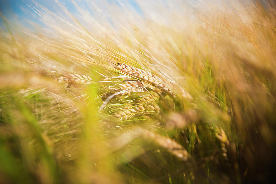 Background of ears of wheat in a sunny field. Photograph by Joaquin Corbalan