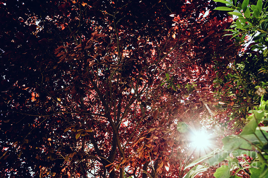 Background of leaves and branches of trees with sun glow, muted  Photograph by Joaquin Corbalan