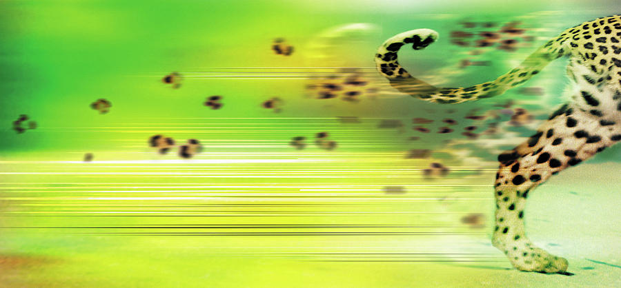 Backleg And Tail Of Cheetah With Trail Digital Art by Sara Hayward