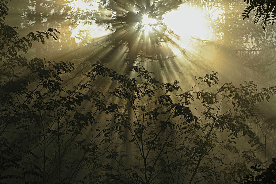 Backlight After Rain In The Forest Digital Art by Nicola Angeli