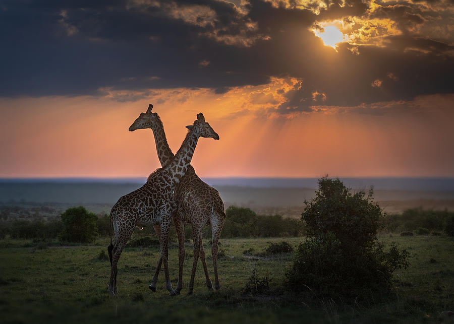 Giraffe Photograph - Backlighting At The Dusk by Annie Poreider