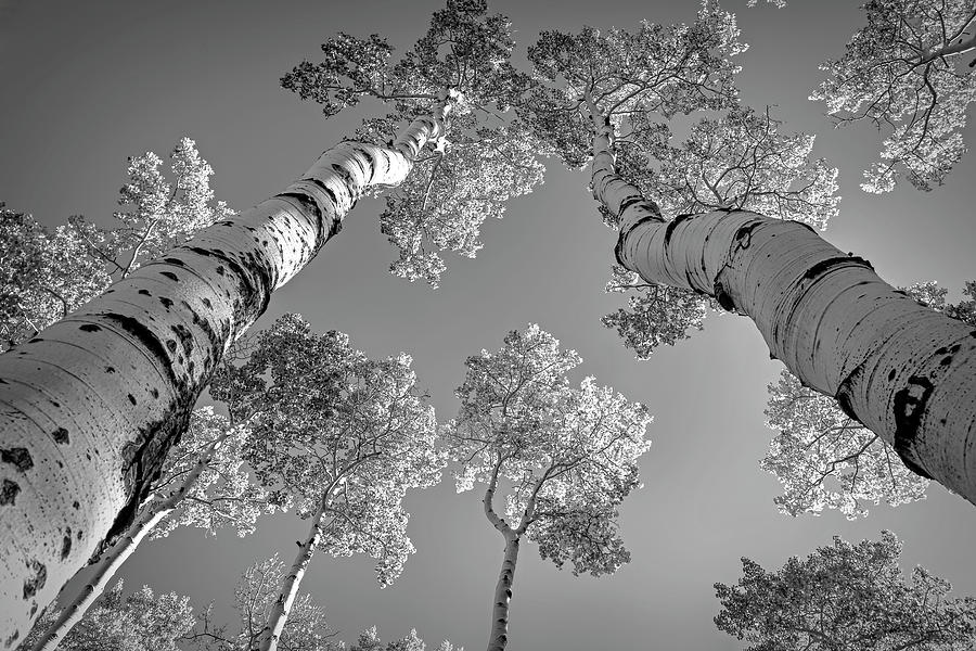 Black And White Photograph - Backlit Aspens B W by Donna Kennedy