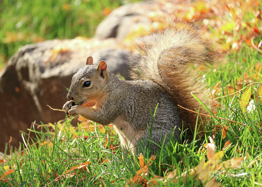 Backlit Autumn Squirrel Photograph by Carol Groenen